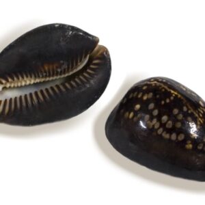 CYPRAEA MAURITANIA