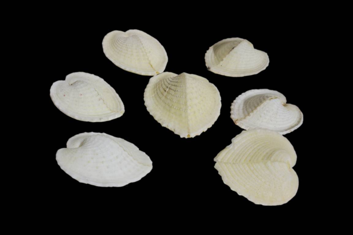 CARDIUM CARDISSA CM.3-5 - immagine 3