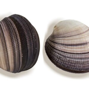 CARDIUM MAXIMA 4-5"NAT.