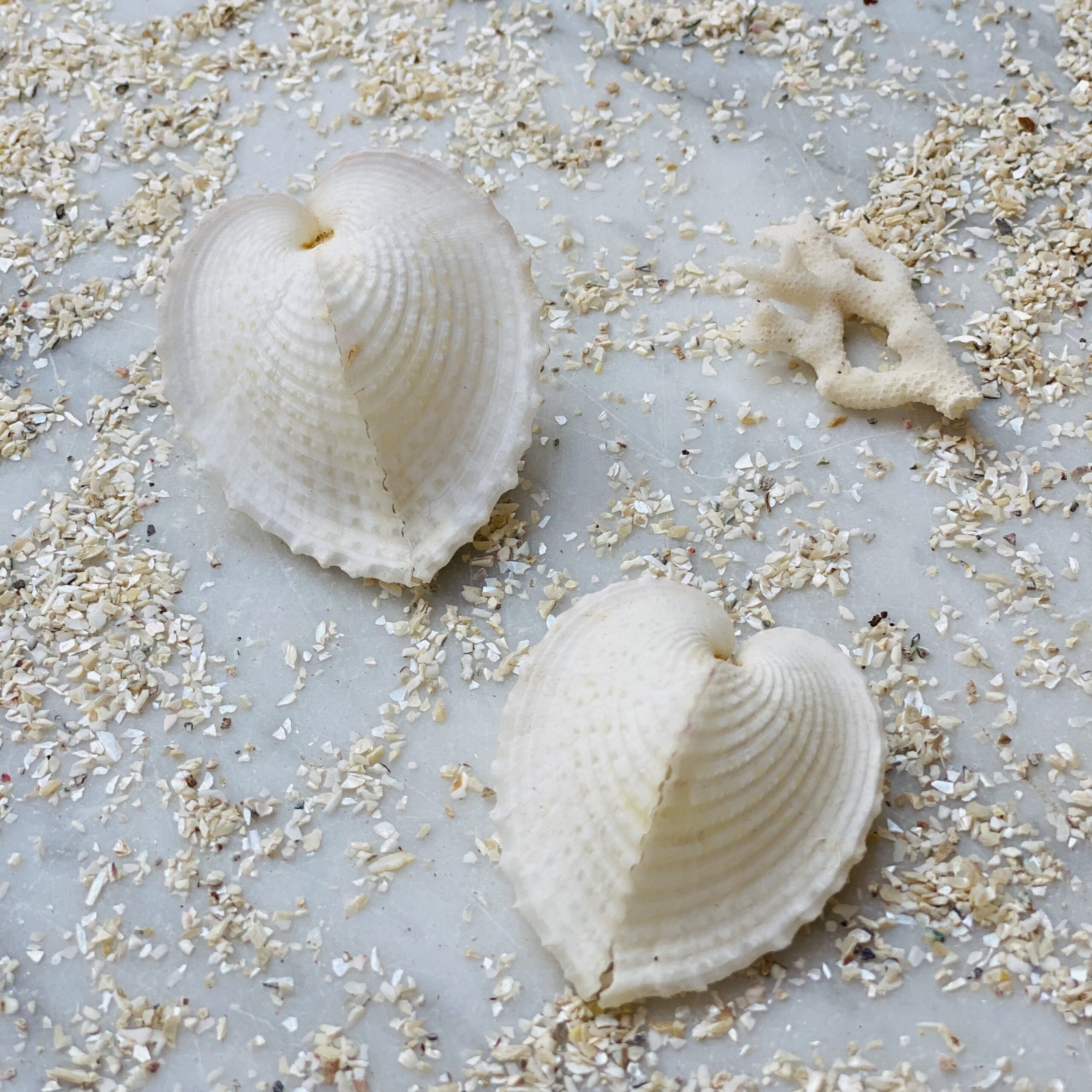 CARDIUM CARDISSA CM.3-5