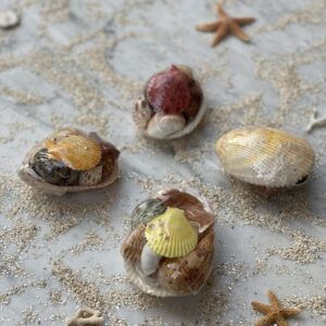 CARDIUM OBLONG TRACHYCARDIUM ATTENUATUM FLAV.SHELL PACK