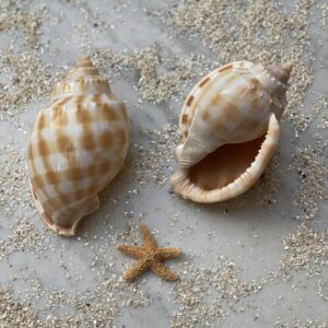 CASSIS PHALIUM BANDATUM