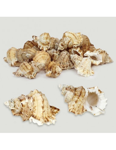 BURSA TUTUFA OYAMAI